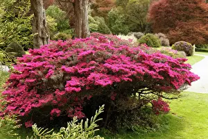 Ericaceous: Muckross Gardens in spring, blossoming rhododendron