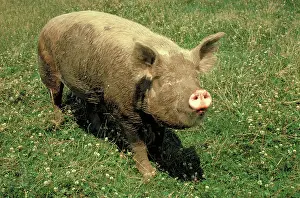Pigs: Mud covered pig