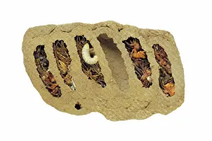 Spiders: Mud Dauber Larva and Nest