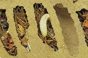 Spiders: Mud Dauber Larva and Nest