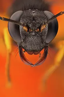 Dauber: A Mud dauber portrait, its name comes from the n