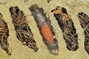 Spiders: Mud Dauber Pupa in Nest