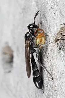 Helder: Mud Dauber Wasp