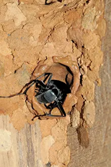 Indochina: Mud Dauber Wasp