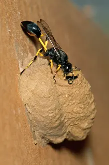 Sceliphron: Mud Dauber Wasp - sealing nest entrance