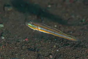 Goby: Mud Goby