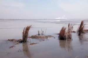 Drilling: Mud Lake long grasses in mud lake environmental