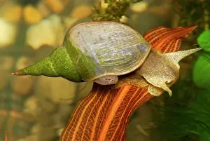 Snails: Mud Pond Snail