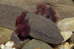 Cool: Mud Puppy (Necturus maculosus) - New York - USA
