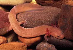 Herps: Mud Salamander