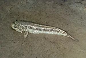 Skippers: MUD SKIPPER