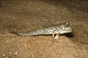 Skipper: MUD SKIPPER