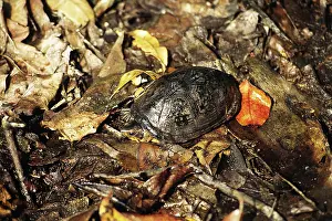 Centla: Mud Turtle