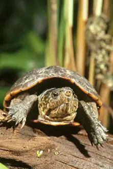 Kinosternidae: Mud Turtle