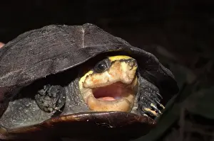 Kinosternon: Mud turtle