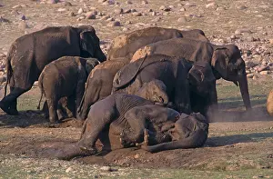 Wallowing: Mud-wallowing Indian / Asian Elephants