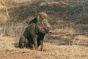 Mud-wallowing Wild Boar