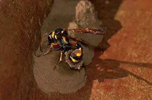 Potter: A mud-wasp - a potter wasp that preys only on moth