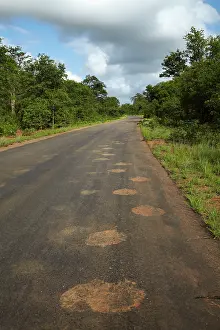 Footprints: Muddy elephant footprints on road, Kruger