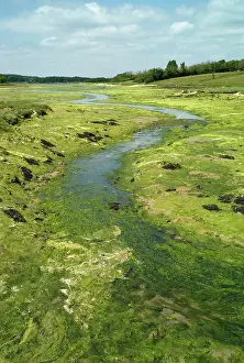 Estuaries: Mudflats and Saltmarsh - Newtown Harbour Nature