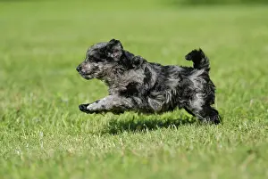 Mudi: Mudi puppy, 6 weeks, running over a meadow
