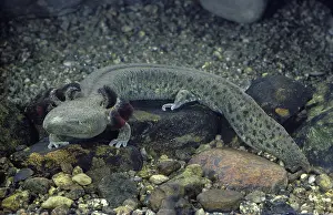 Maculosus: Mudpuppy