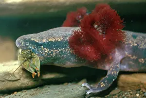 Caudata: Mudpuppy