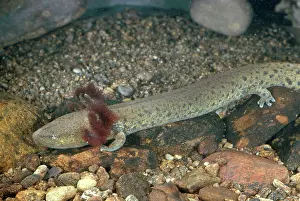 Caudata: Mudpuppy
