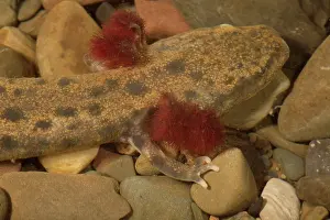 Herps: Mudpuppy