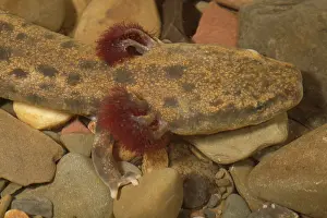 Herps: Mudpuppy