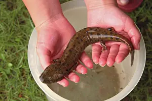 Herps: Mudpuppy