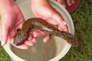 Held: Mudpuppy