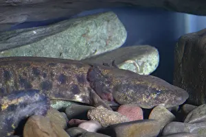 Herps: Mudpuppy
