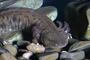 Herps: Mudpuppy