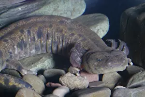Herps: Mudpuppy