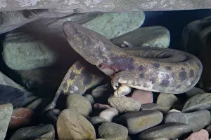 Herps: Mudpuppy