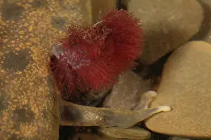 Herps: Mudpuppy Gills