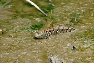 Mudskipper: Mudskipper