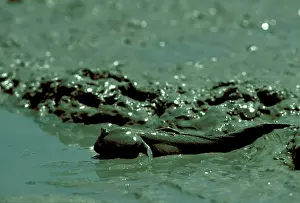 Mudskipper: Mudskipper