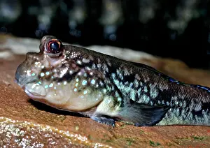 Mudskipper: Mudskipper