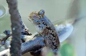 Breathing: Mudskipper