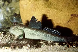Mudskipper: MUDSKIPPER