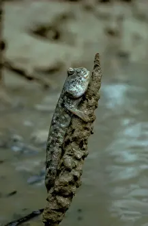 Mudskipper: Mudskipper - Climbing