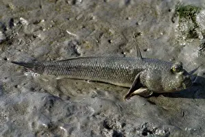 Esplanade: Mudskipper / Oyster Goby / Oystergoby. On mudflats