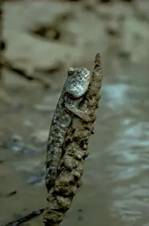 Mudskipper: Mudskipper (Periopthalmus sp.) climbing. Northern