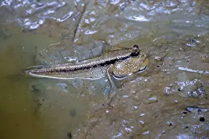 Mudskipper: Mudskipper in pool