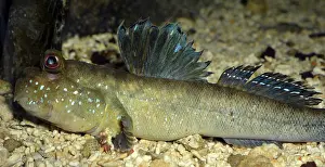 Mudskipper: Mudskipper, tropical shores, male territorial display