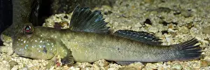 Mudskipper: Mudskipper, tropical shores, male territorial display