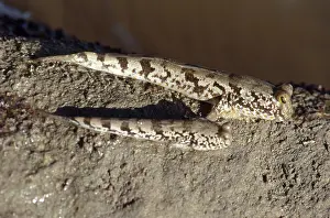Sarawak: Mudskippers