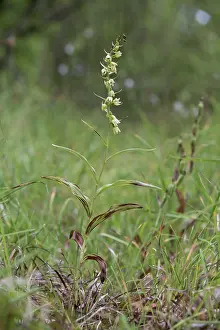Calcareous: Mueller's Epipactis (Epipactis muelleri), A whole